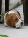 Bígl-(Beagle)